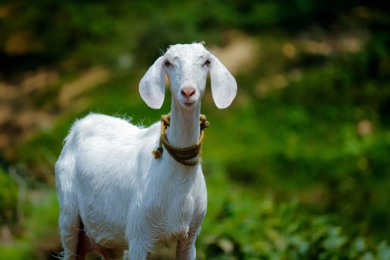 animal-selective-focus-photography-of-white-goat-goat-goat-image
