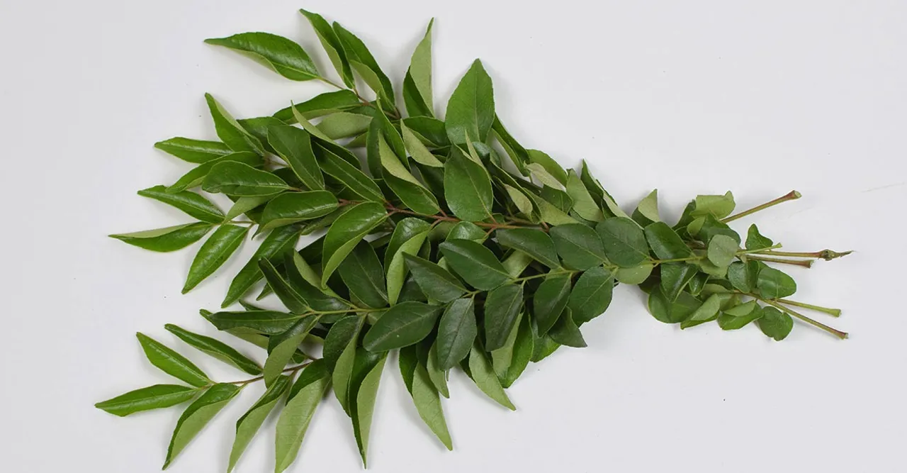 curry-leaves