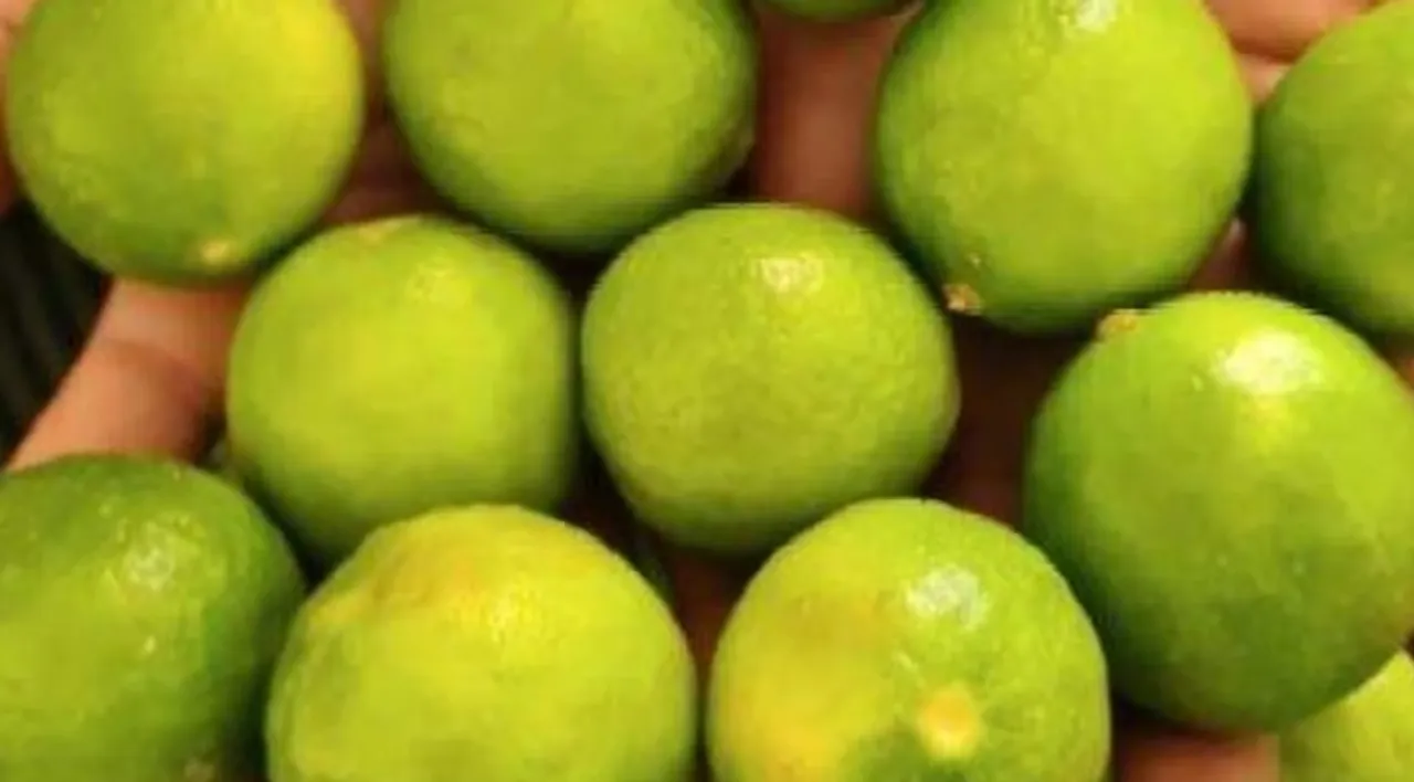 lemon Uuntitled.jpg
