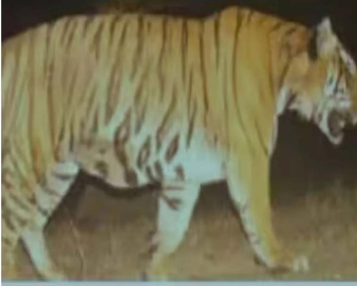 tiger catch.jpg