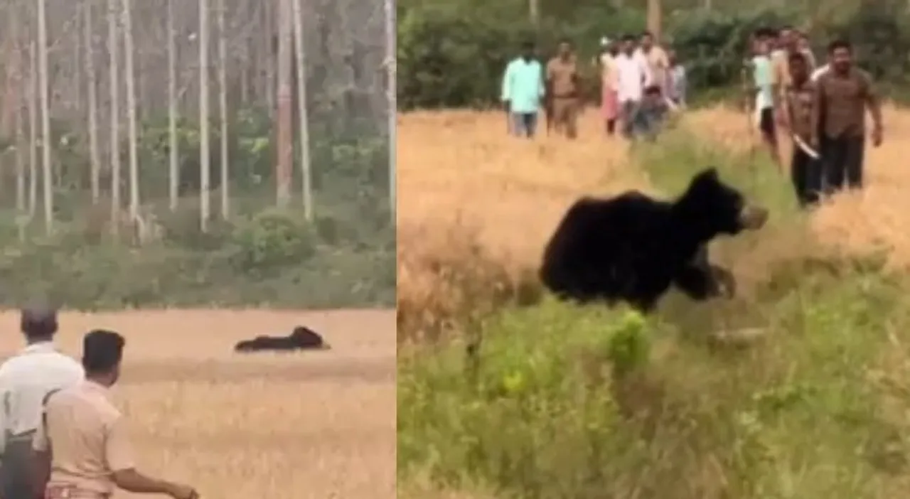 bear