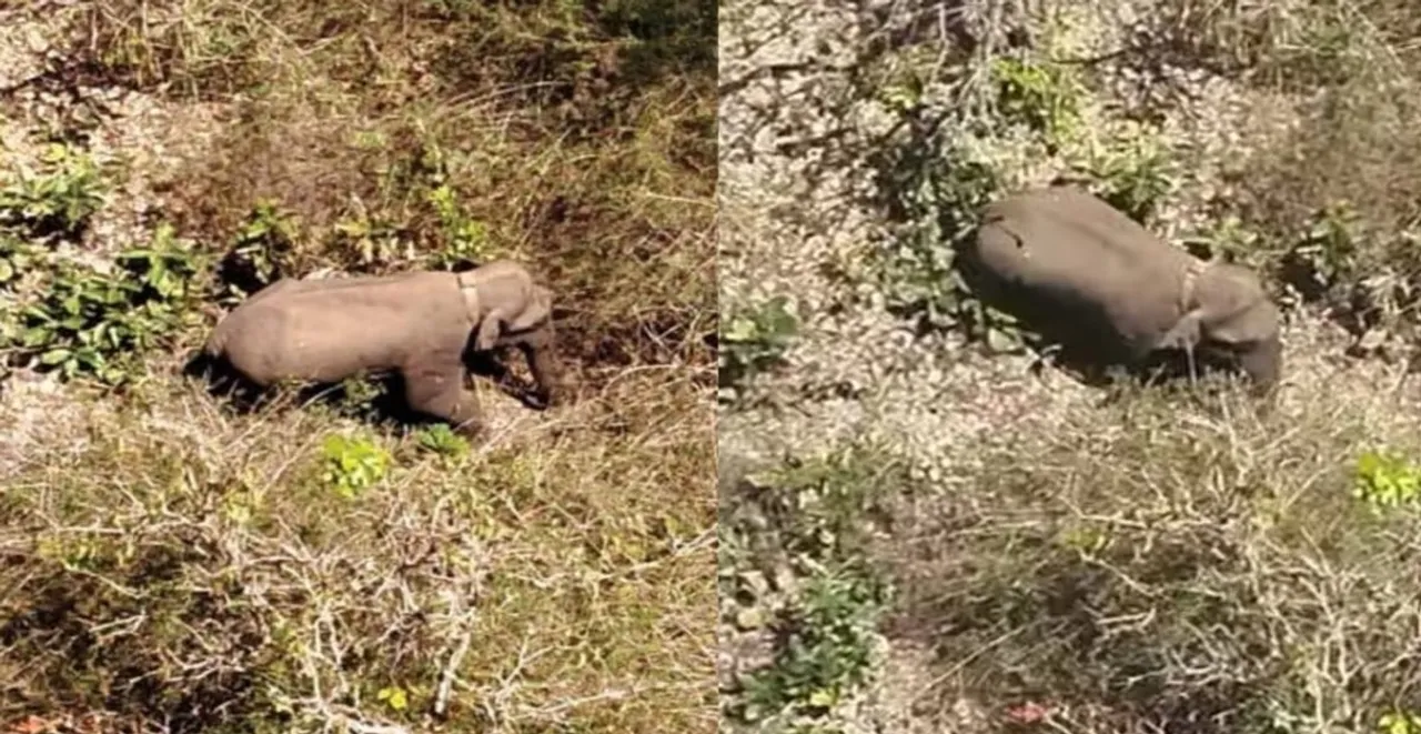 elephant1