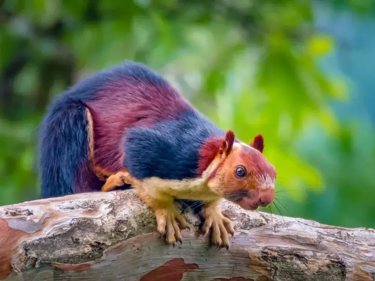 1409878-indian-giant-squirrel.webp