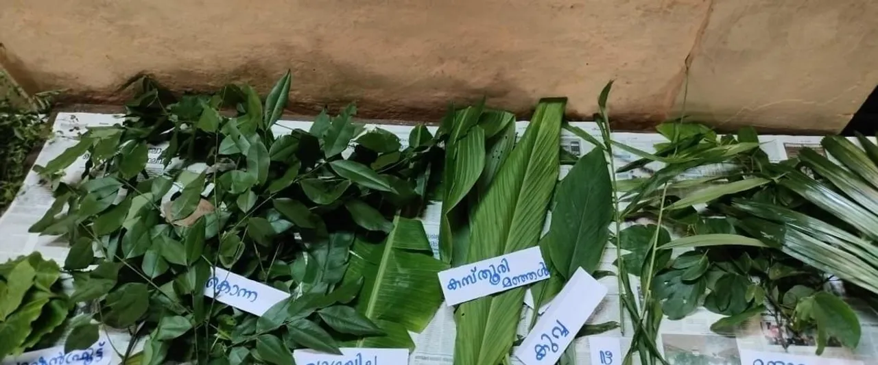 different types of leaves