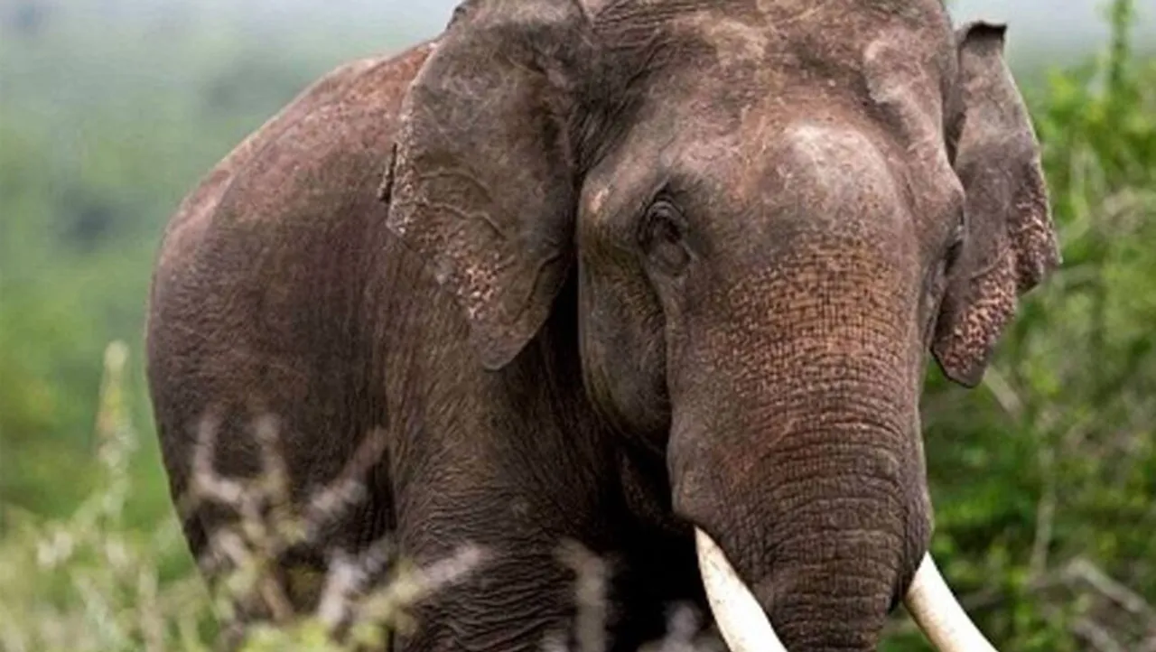 wild-elephant.jpg