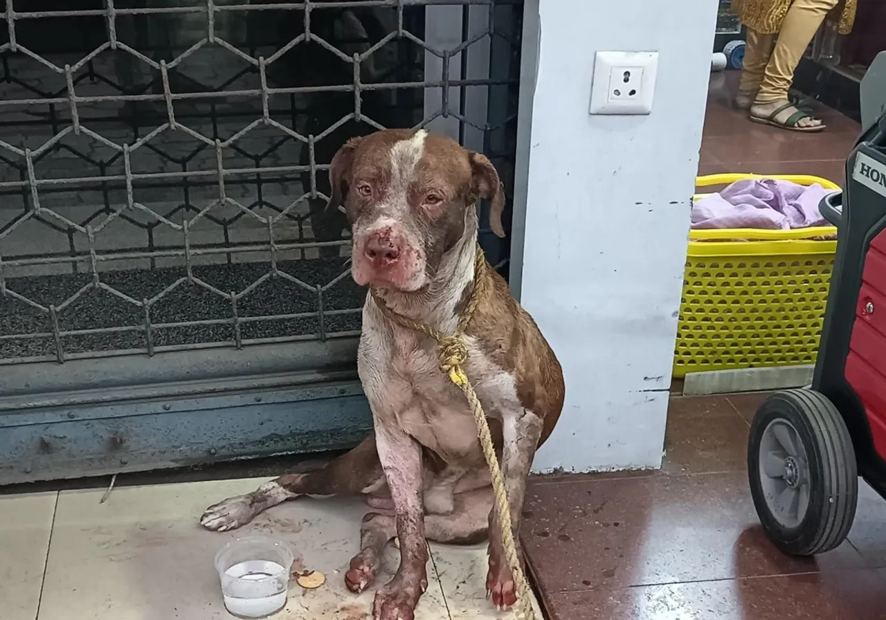 american bully ktm