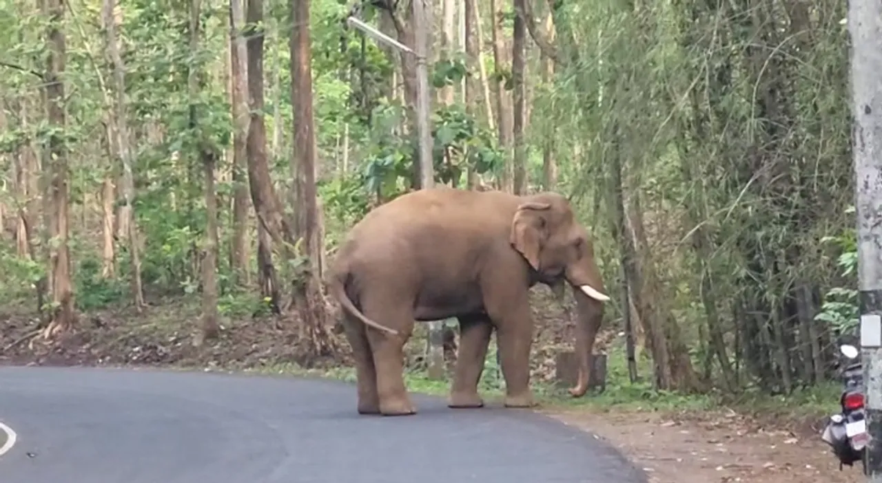 Wild-Elephant.jpg