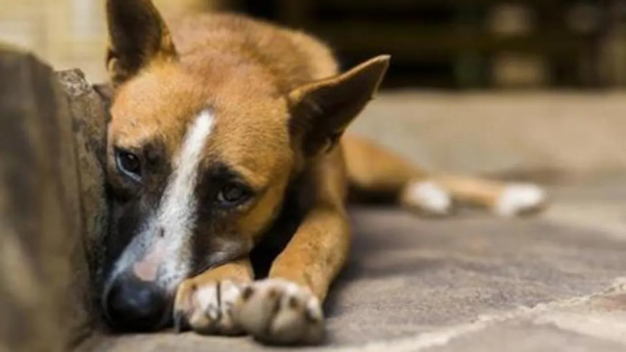 dog