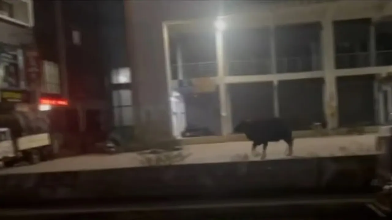 buffalo