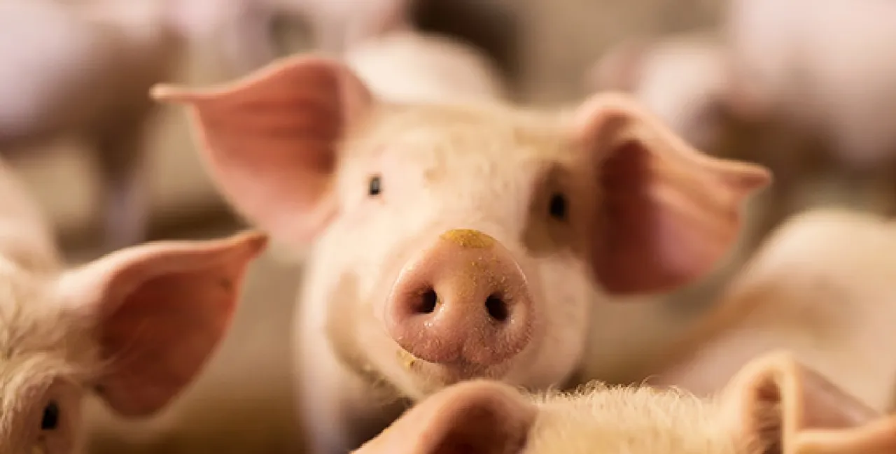 swine flu