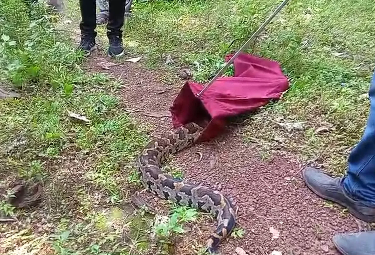 python catched