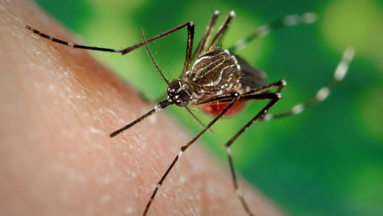 dengue fever