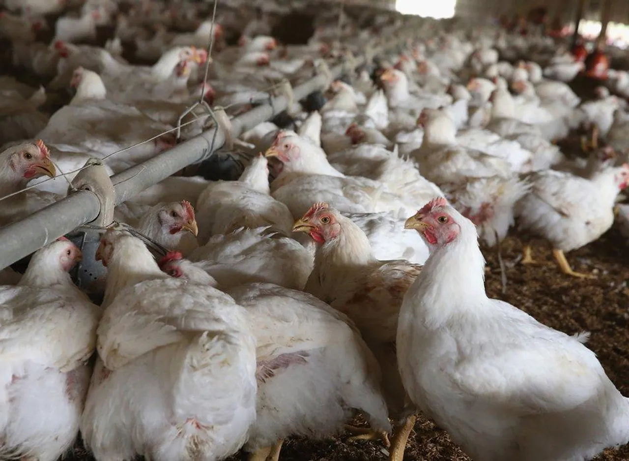 bird flu-4