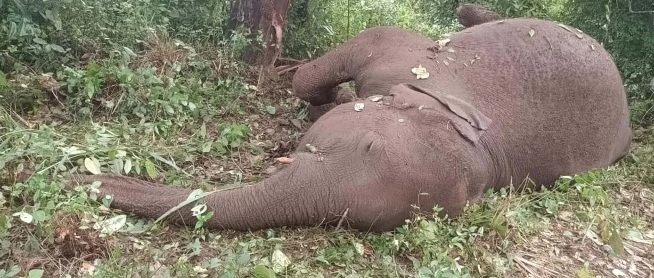 dead elephant