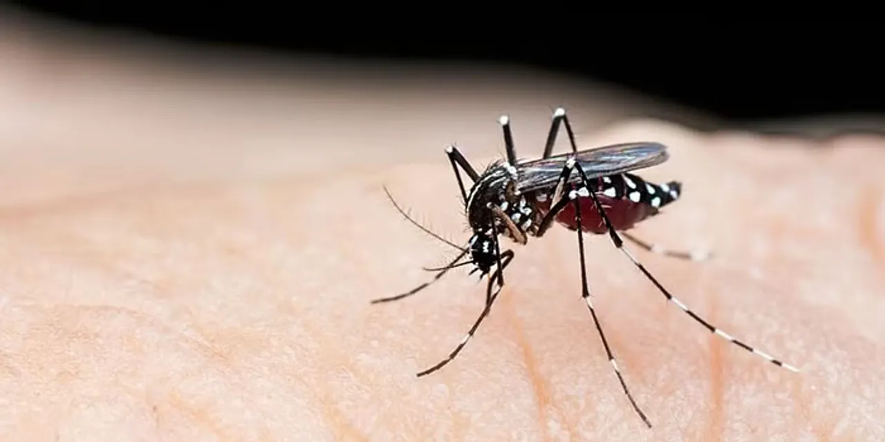 dengue fever