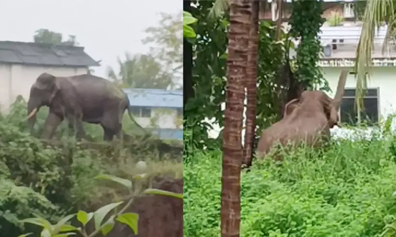2090520-elephant-8978978a.webp