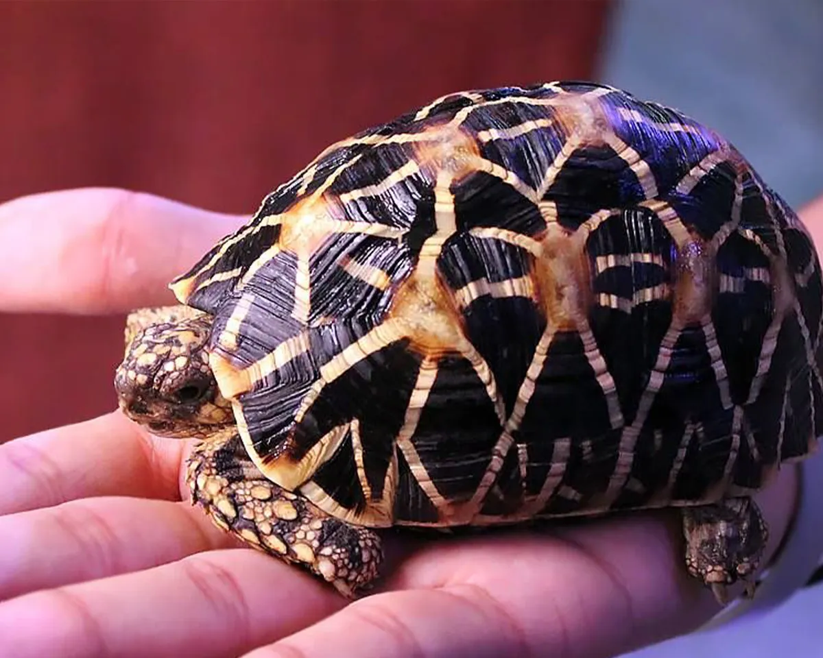 star tortoise
