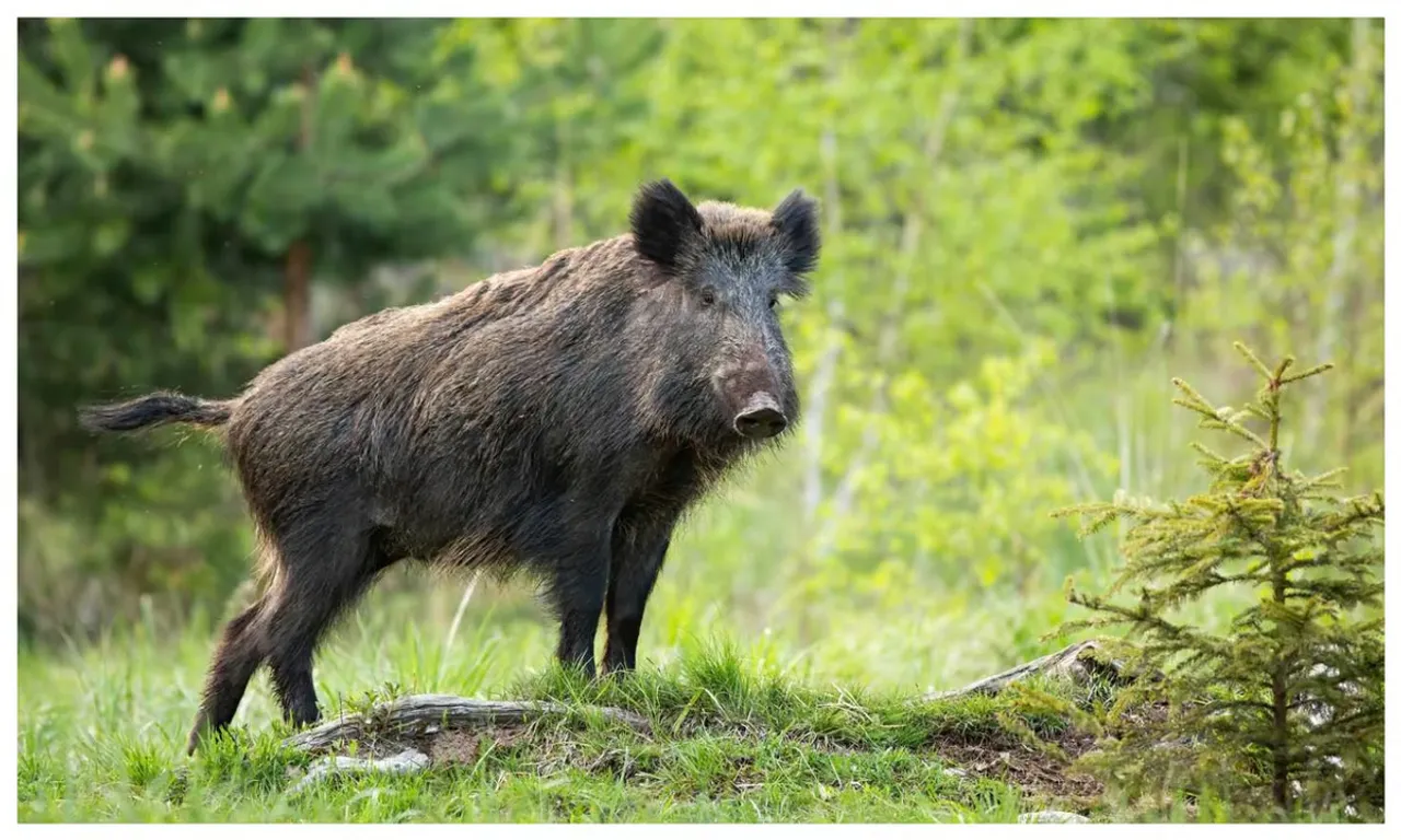 4-09a6bea95a8a_pig.jpg