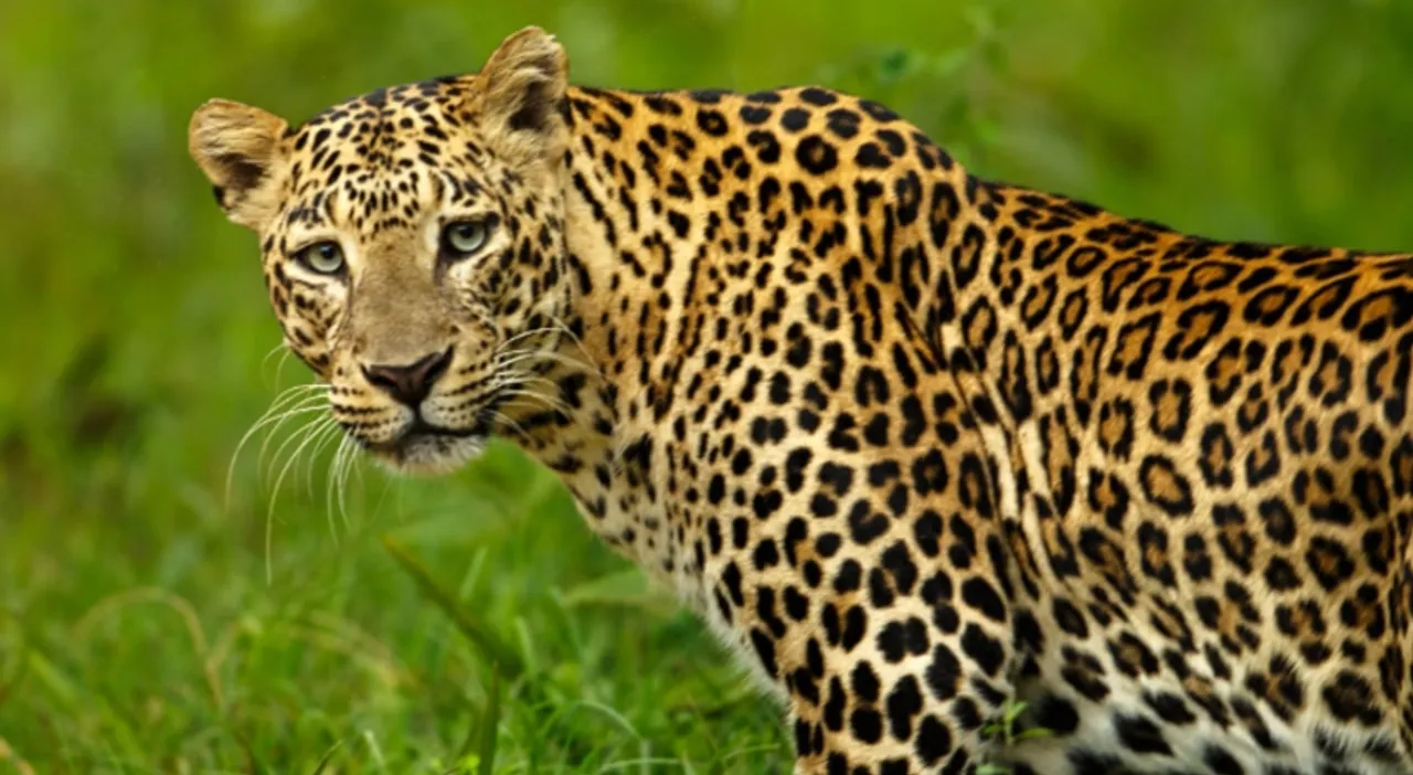 leopard