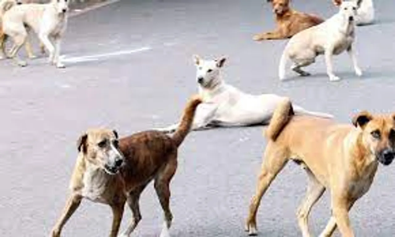 street dogs1