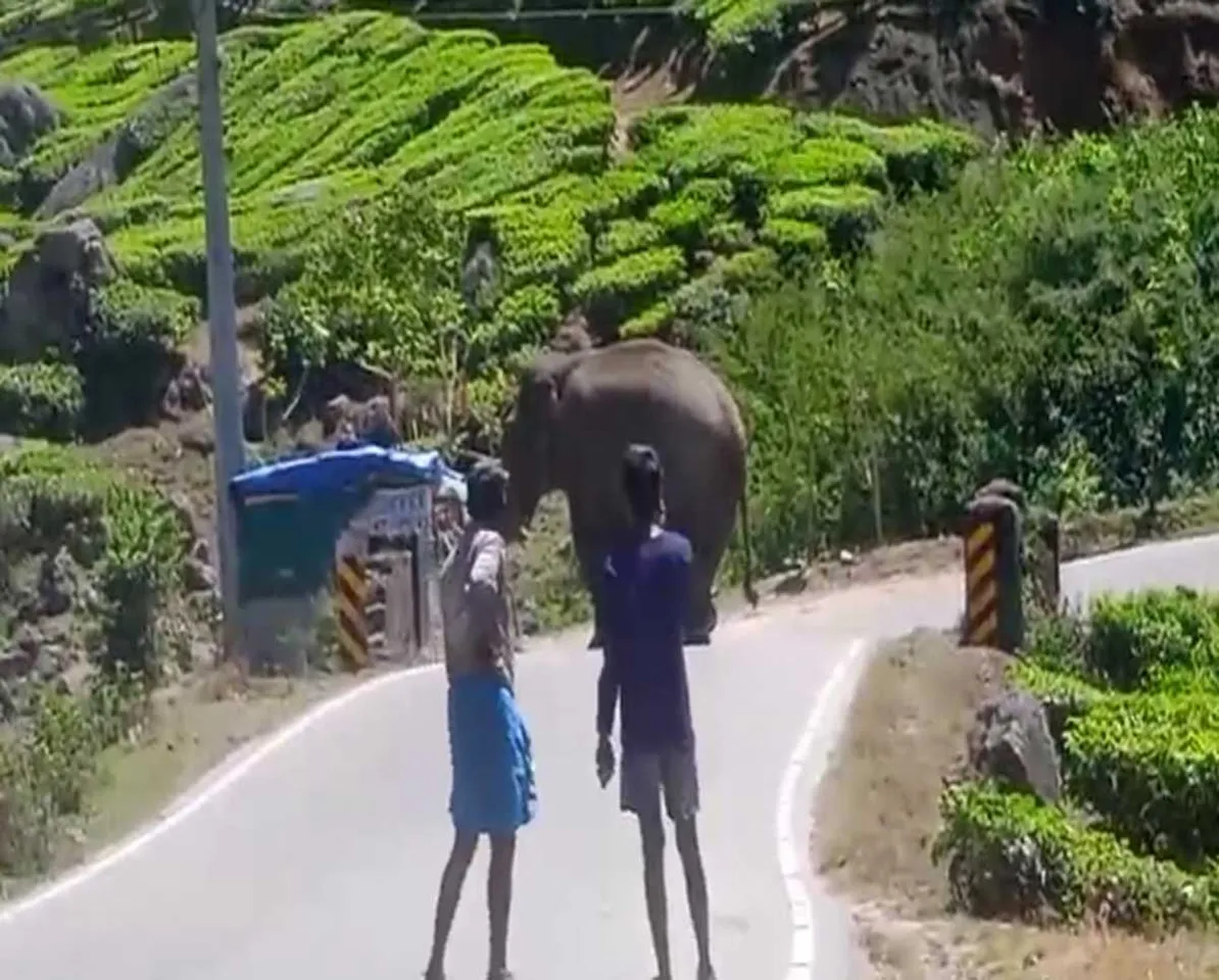 padayappa elepha.jpg