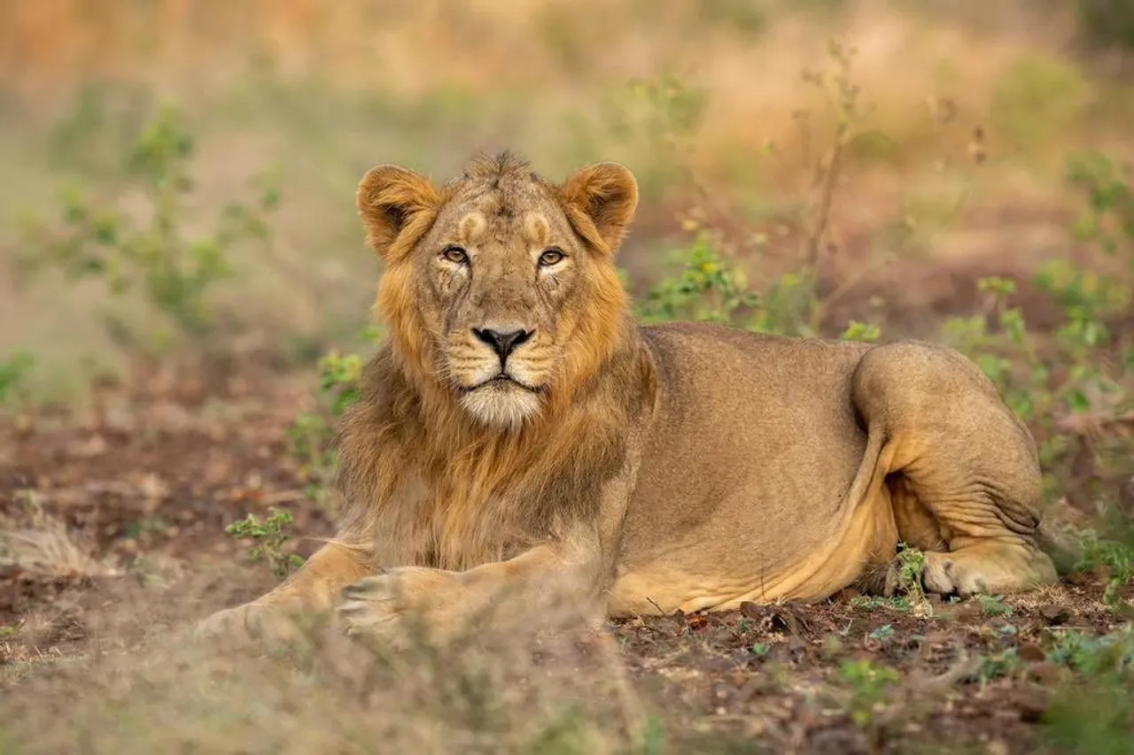 lion2