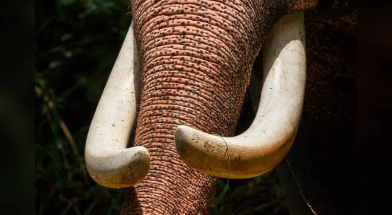 elephant-attbback.jpg