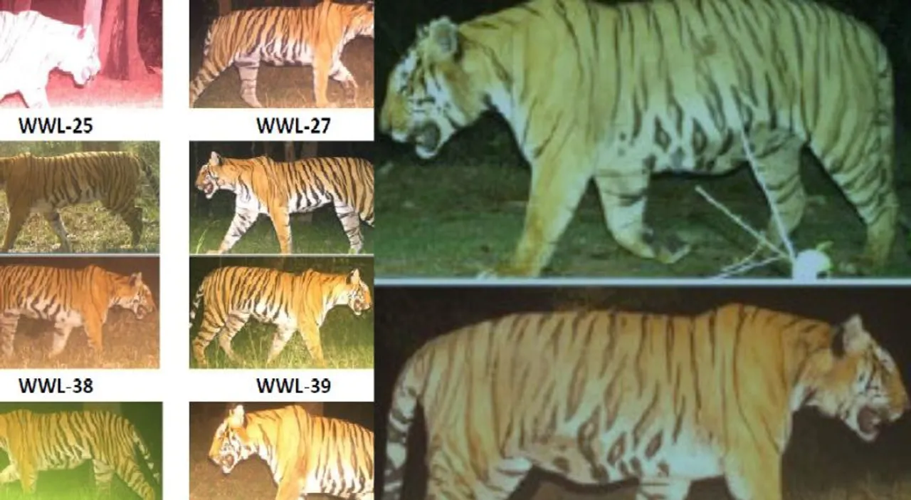 tiger