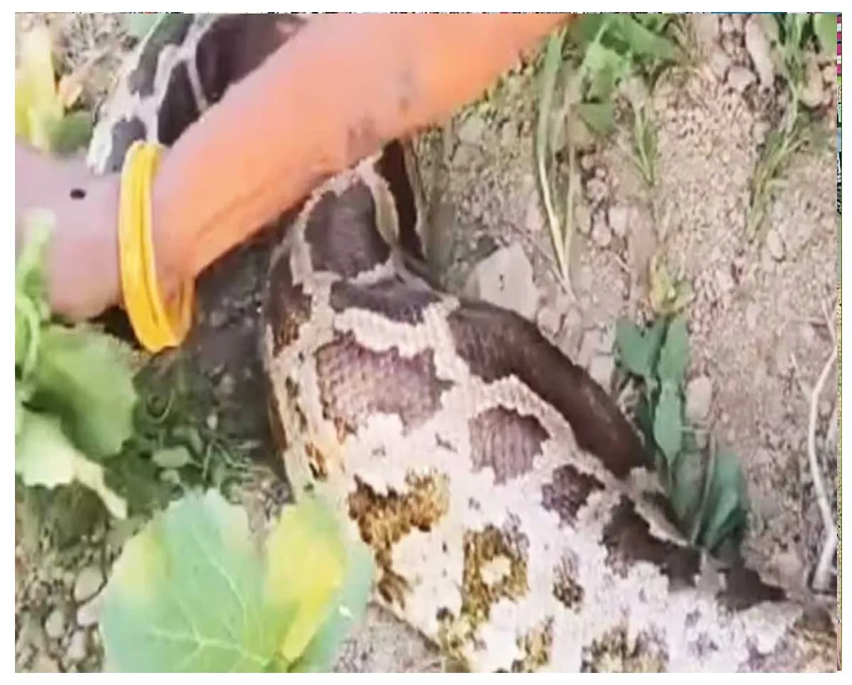 snake111.jpg