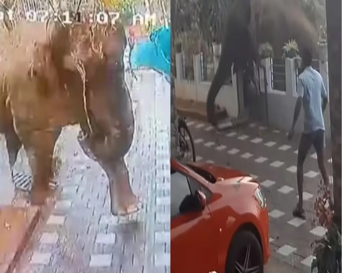 elephant wayne.jpg