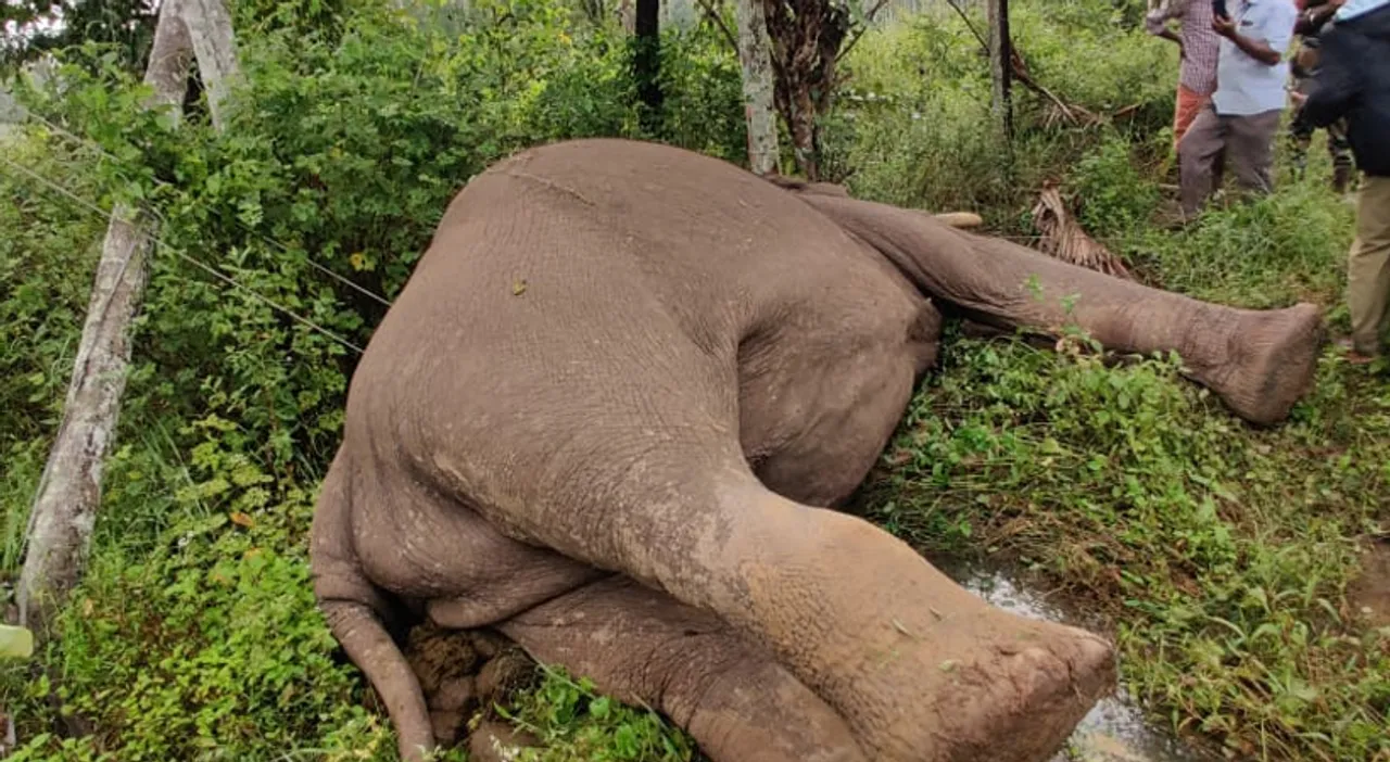 elephant-wayanad