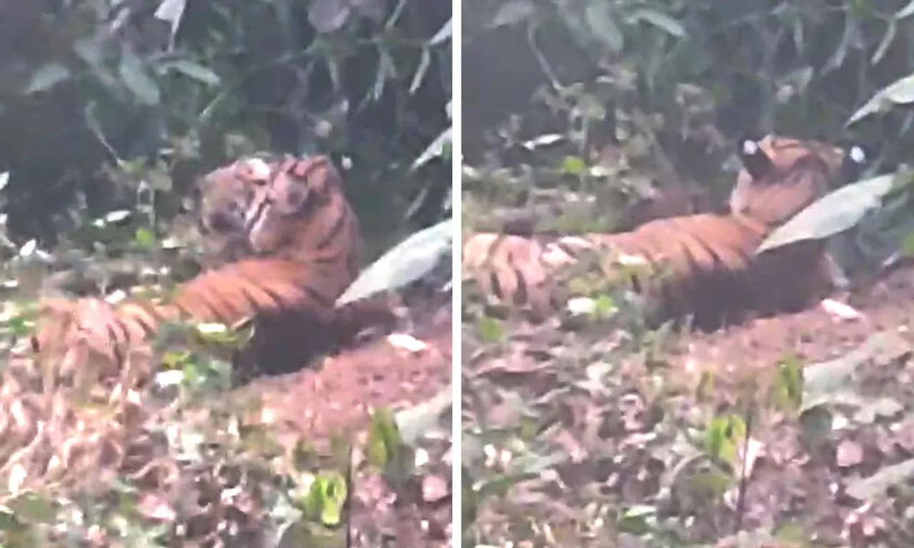 2184670-kelakam-tiger-13022024.jpg