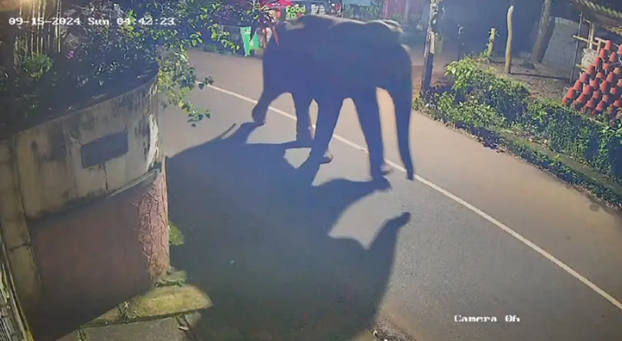 wild-elephanteeeeee