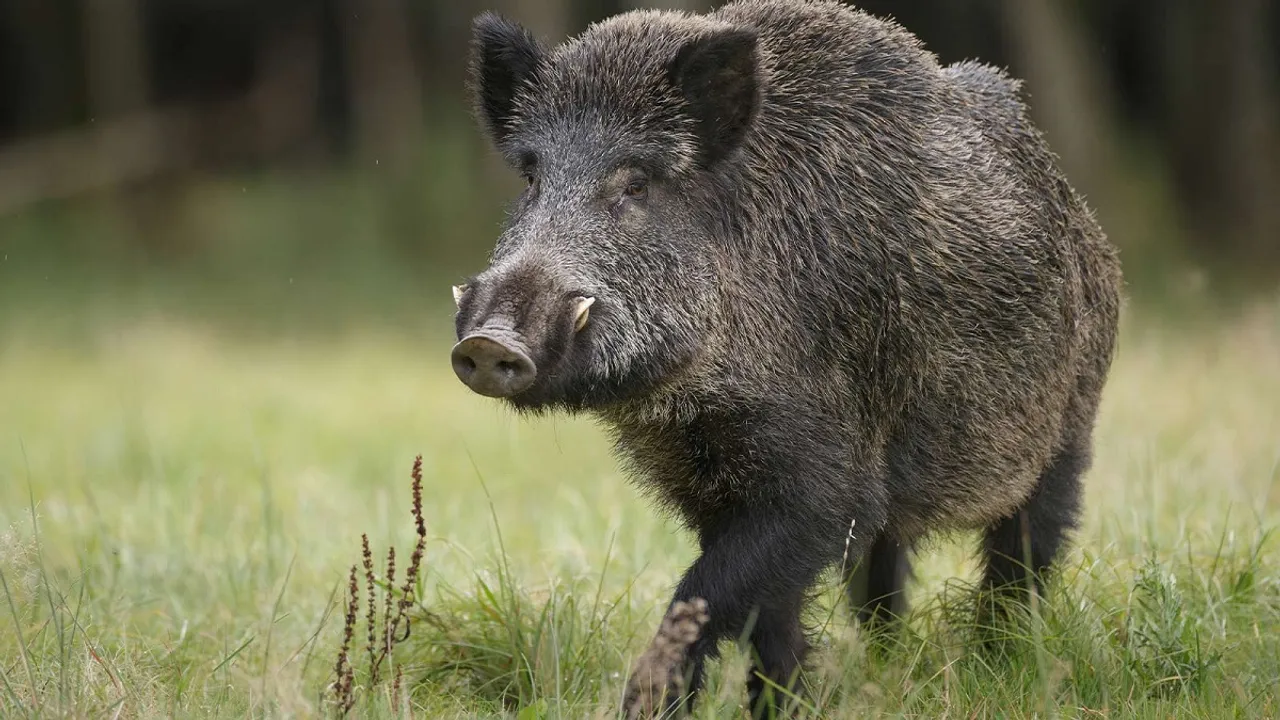 wild pig