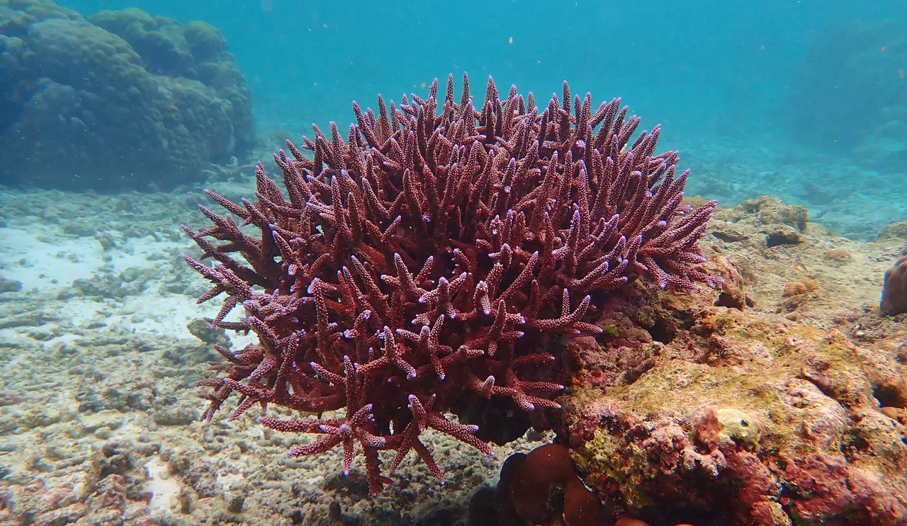 coral