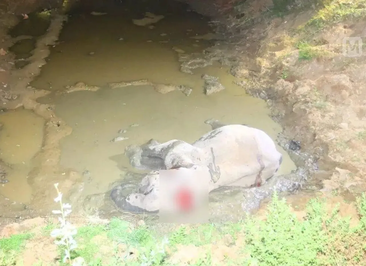 wild elephant met accident