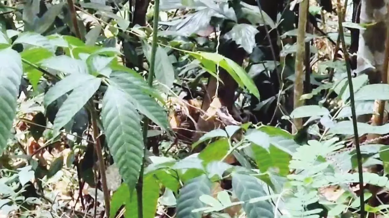 tiger spotted (1).jpg