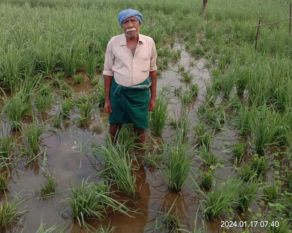 paddy field palakkad