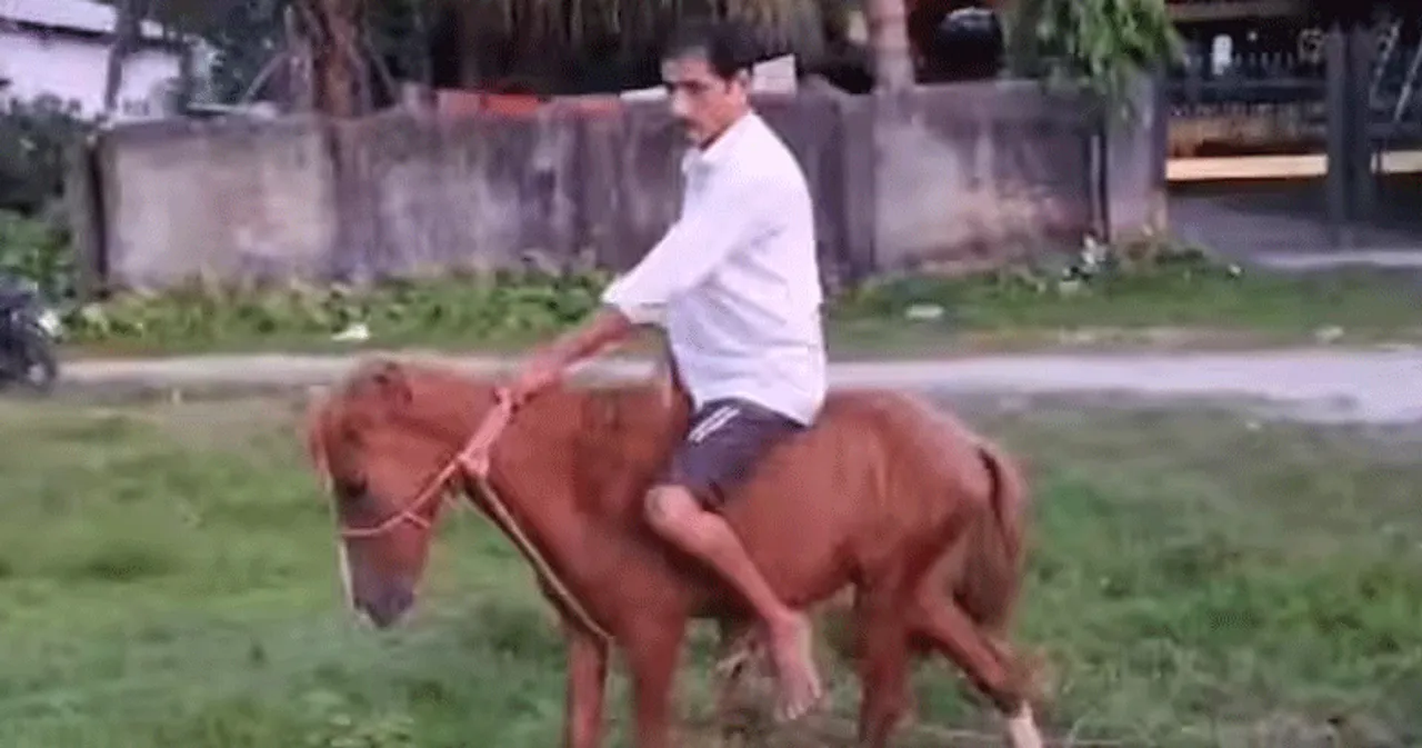 horse-asam.webp