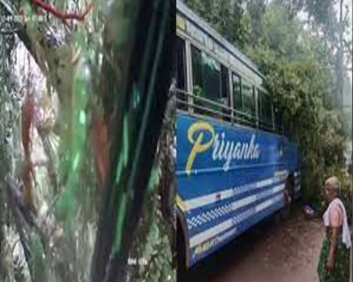 bus tree kannur.jpg