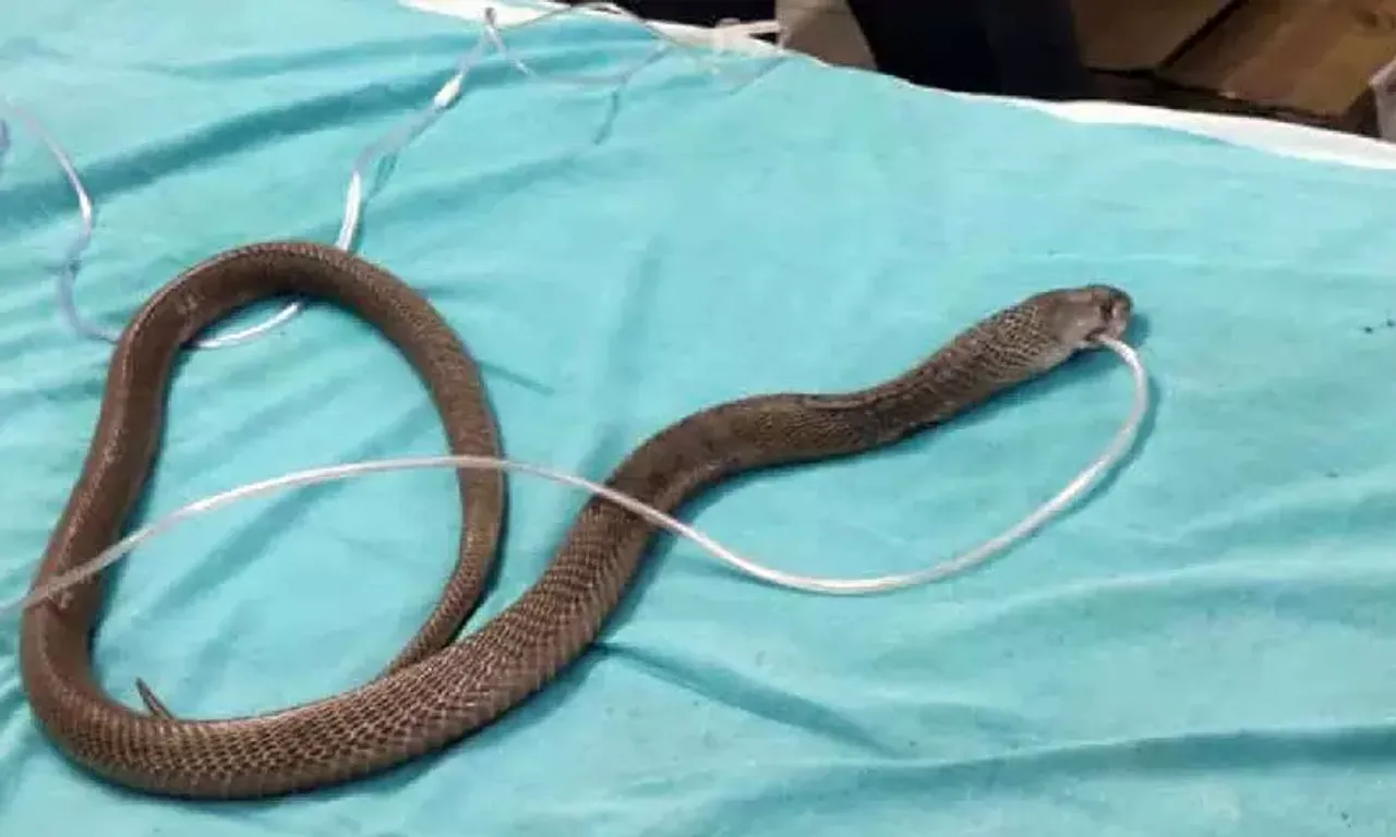 2119025-cobra-raichur-hospital-16112023.webp