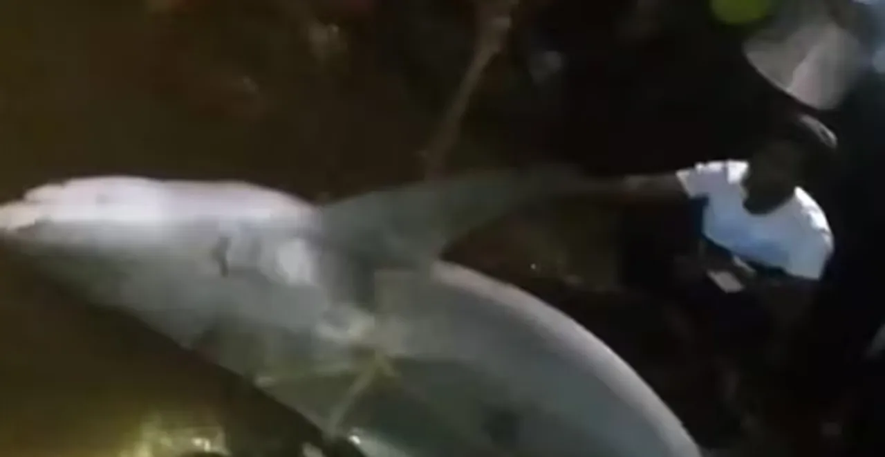 shark
