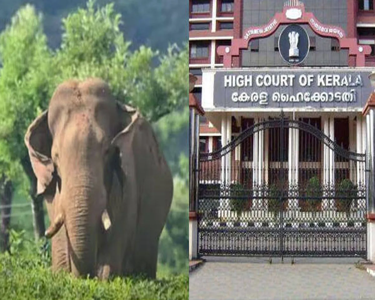 elephant high court.jpg