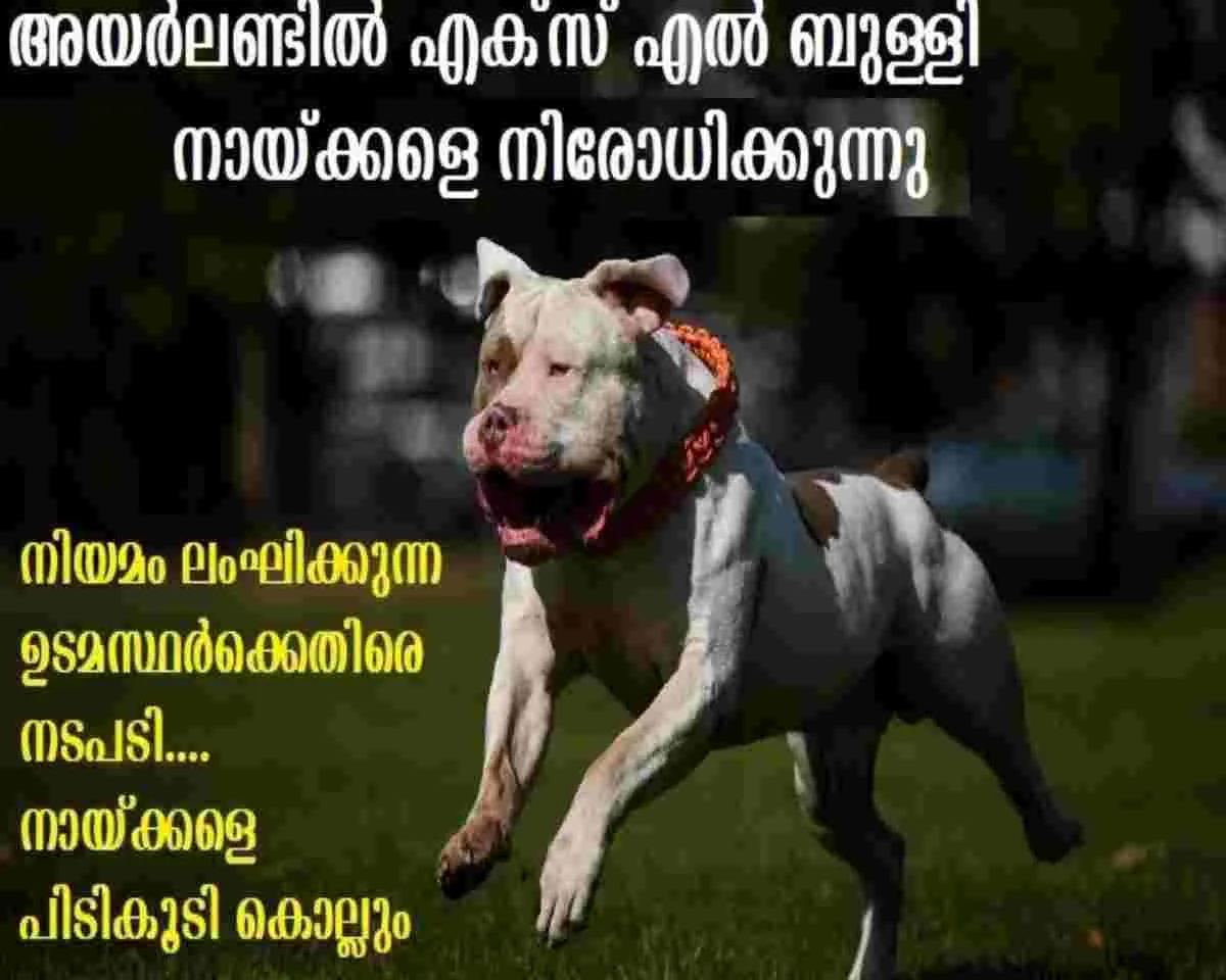 xl bully dogsss banned