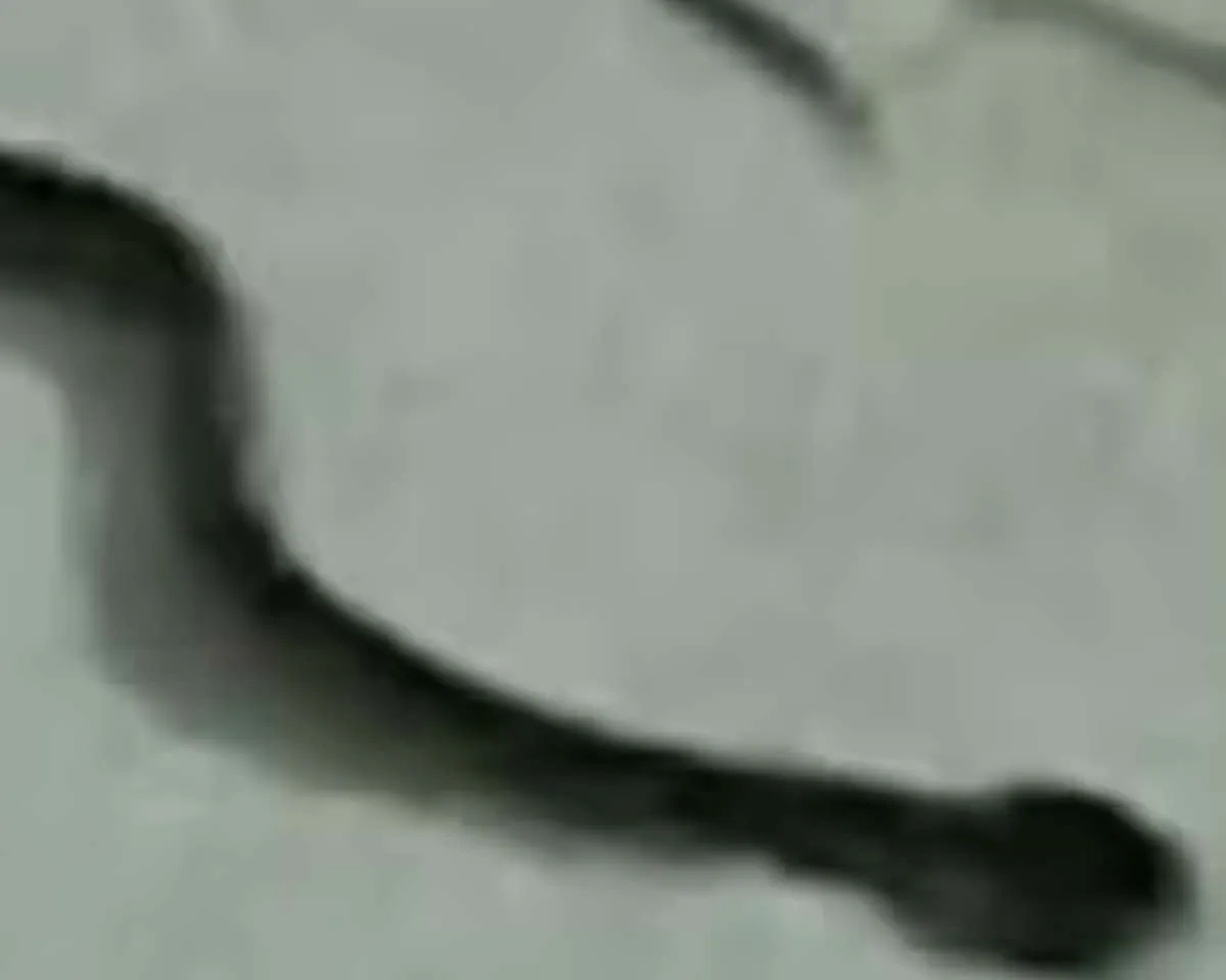 snake manjery