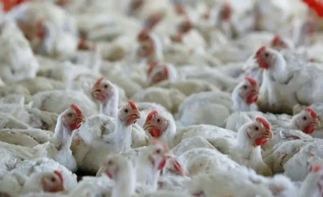 bird flu-3