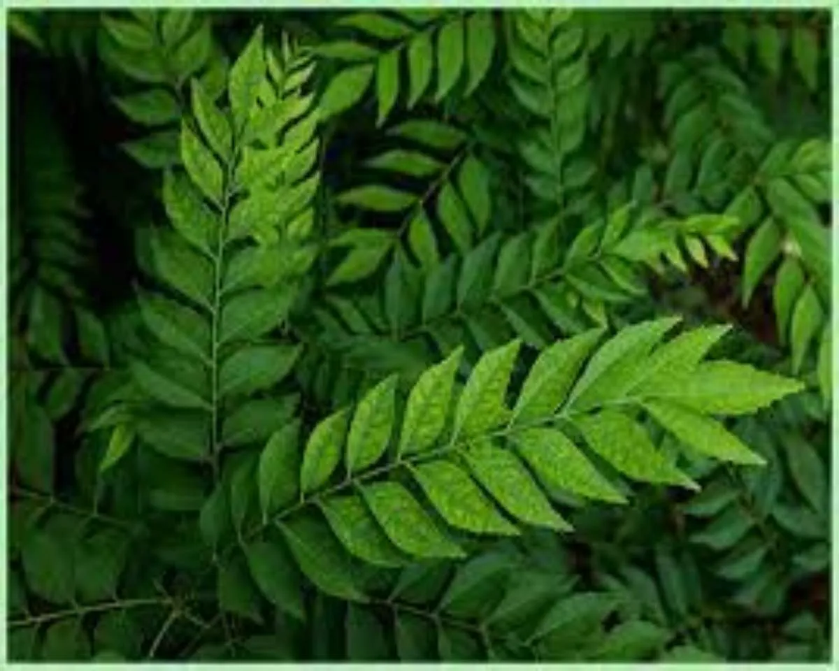 curry leaves