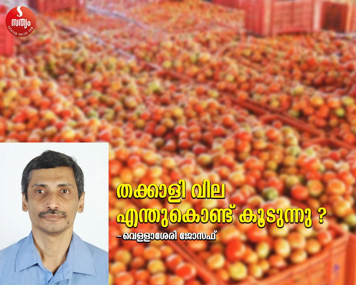 tomato price hike