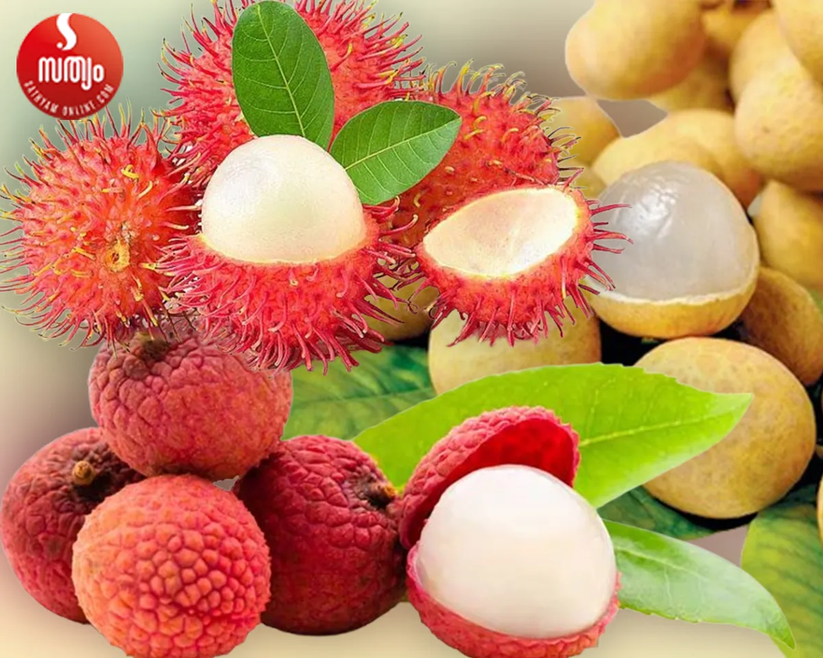 fruits