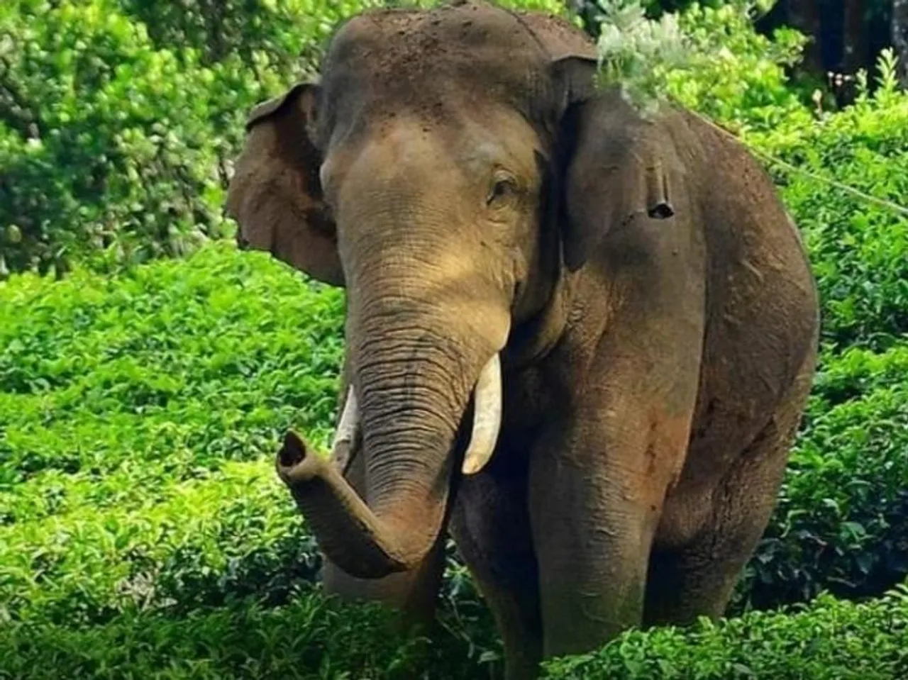 kerala